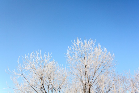 Hoarfrost  Frost  Blue sky  の写真素材