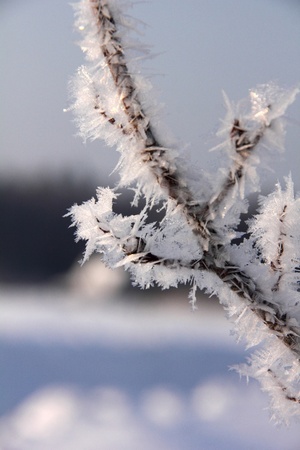 Hoarfrost  Branches of trees  の写真素材
