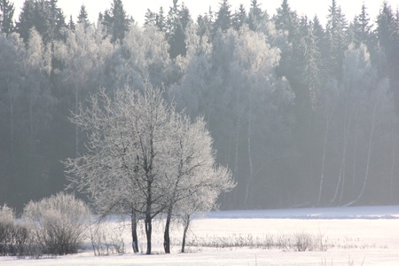 Morning  Winter forest  の写真素材