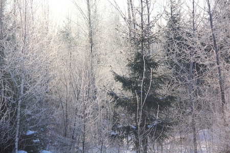 Morning  Winter forest  の写真素材