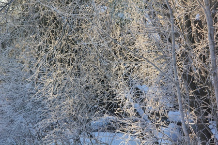 Morning  Winter forest  の写真素材