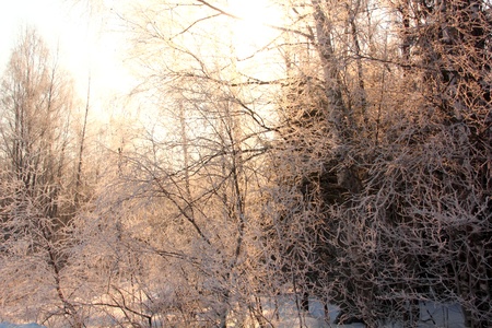 Morning  Winter forest  の写真素材