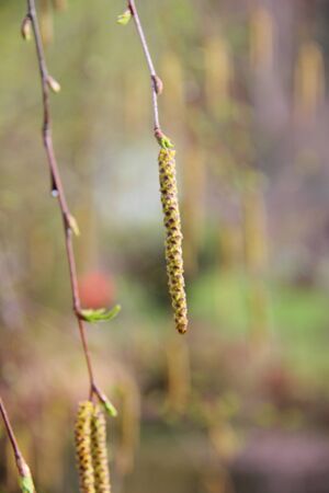 Birch flowers  Spring の写真素材