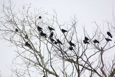 Ravens  Spring  の写真素材