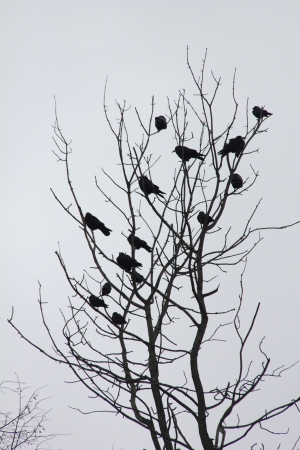 Ravens  Spring  の写真素材