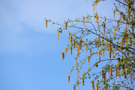 Birch flowers  Blue sky の写真素材