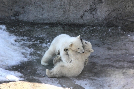 Bear cubs  Game  の写真素材