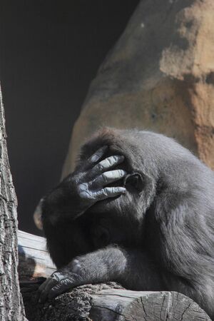 Monkey  
