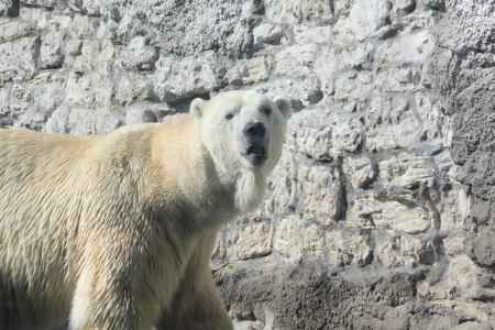 Polar bear  の写真素材