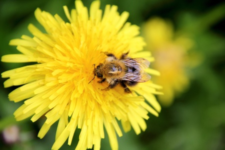 Bumblebee  Dandelion  の写真素材