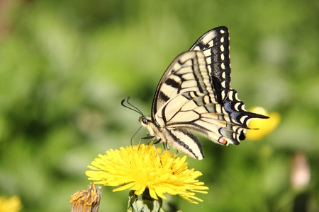 Butterfly  Dandelion の写真素材