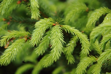 Young branches of a fir-tree  の写真素材