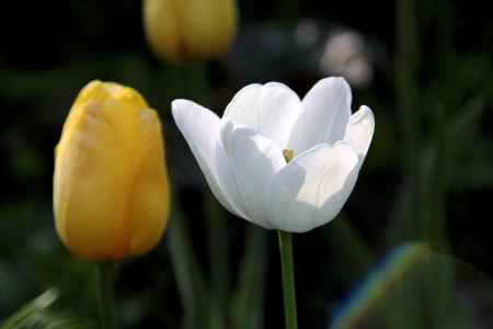 A decorative tulip の写真素材