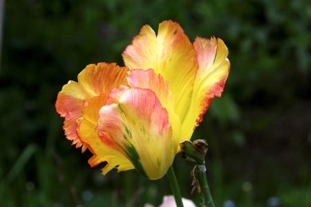 A decorative tulip の写真素材