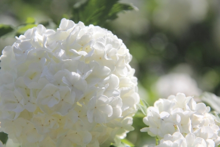 Viburnum  White flower  の写真素材