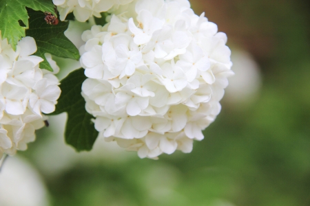 Viburnum  White flower  の写真素材