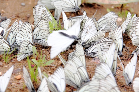 Group of butterflies の写真素材