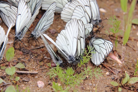 Group of butterflies  の写真素材