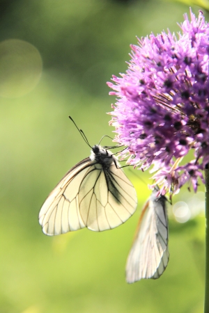 Butterflies  Flower  の写真素材