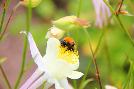 Bumblebee  Flower  の写真素材