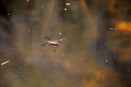 Pond skater  Water strider  の写真素材