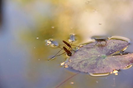 Pond skater  Water strider  の写真素材