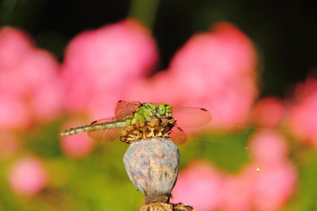 Dragonfly  Aeschnids  の写真素材