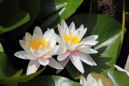 White waterlily  Nymphea  の写真素材