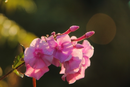 Phloxes  Flower  の写真素材