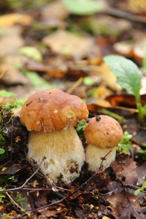 Cepe  Mushroom  の写真素材