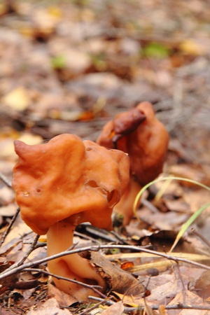 Helvella  Autumn mushroom  の写真素材