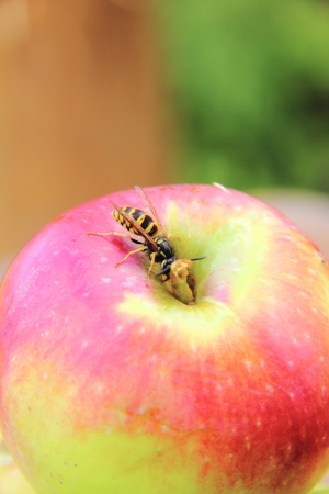 Apple  Wasp  の写真素材