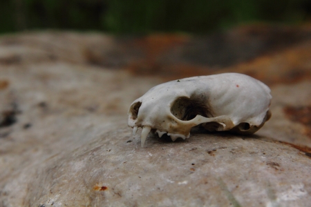 Skull  Weasel  の写真素材