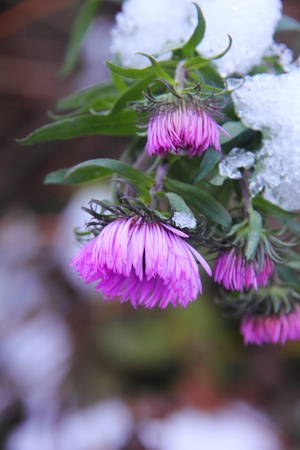 Autumn aster  Flower  の写真素材