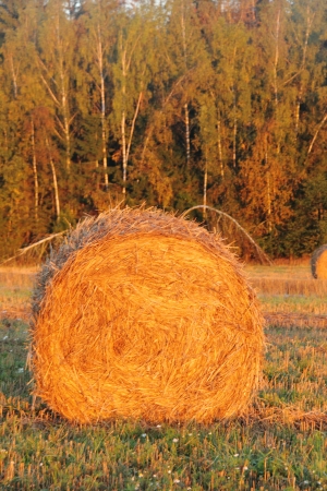 Slanted field  Hay piles の写真素材