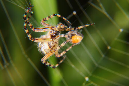 Spider  の写真素材