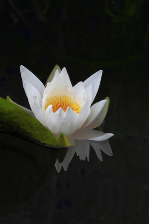 White waterlily  Nymphea  の写真素材