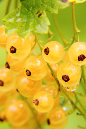White currant  Berries  の写真素材