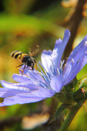 Chicory  Flower  