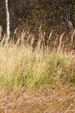 Dry grass  の写真素材