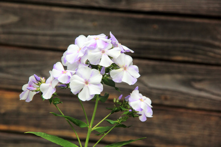 White phlox  Summer flower  の写真素材