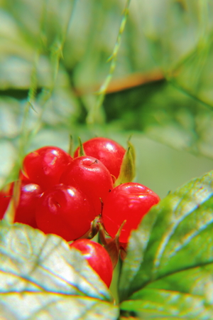 Stone bramble  Forest berry  の写真素材