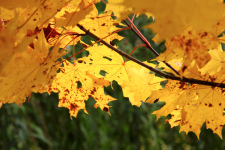 Maple  Autumn  の写真素材