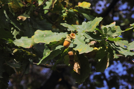 Acorns  Oak  の写真素材