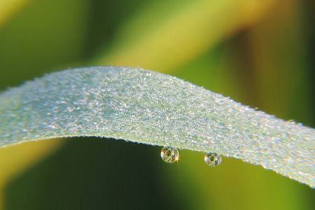Drops  Plant  