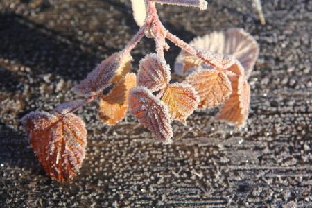 Dry leaves  Hoarfrost  の写真素材