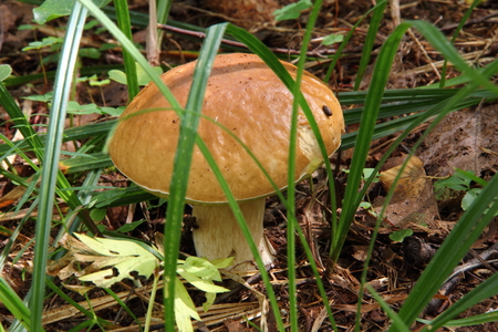 Boletus edulis  Mushroom  の写真素材