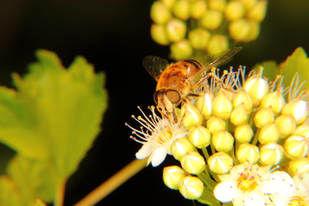 The fly  Musca  Flower  の写真素材