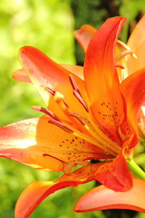 Lily. Garden flower.の写真素材
