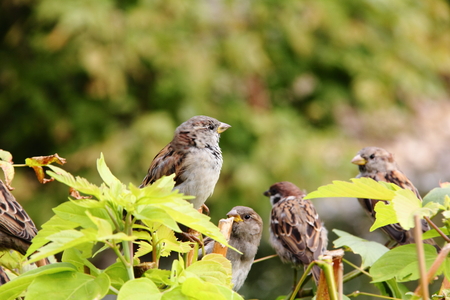 Sparrow sitting on a tree branch in a summer park.の写真素材